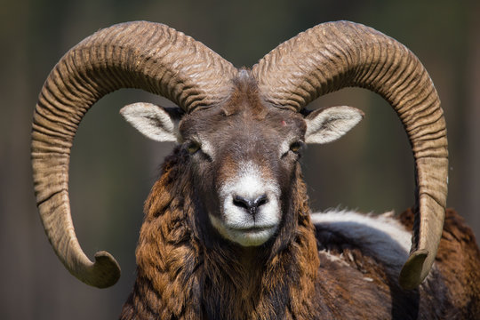 Europ&auml;ischer Mufflon