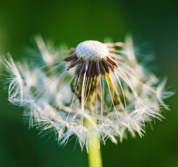 Dandelion flower blowball closeup