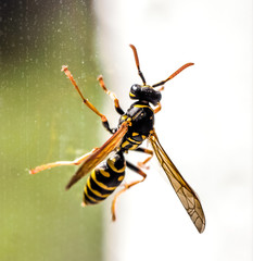 Macro of wasp on window