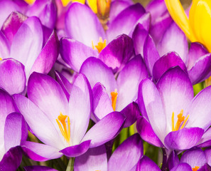 Fototapeta premium Purple crocus flower blossoms background