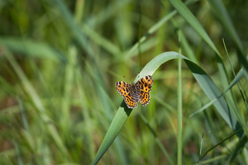 Motyl na łące © Mariusz Stoszewski