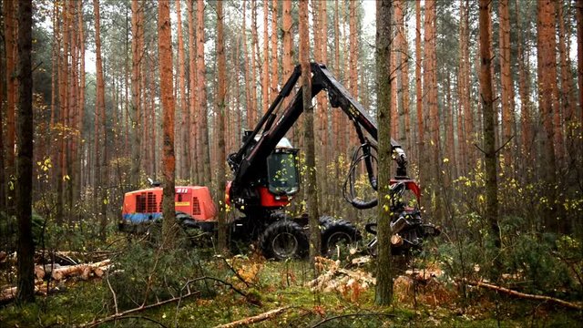 Forestry machine chopping trees in pine forest