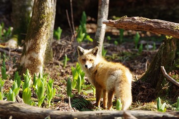 Hide-and-seek, Ezo red fox in Japan　キタキツネ　北海道