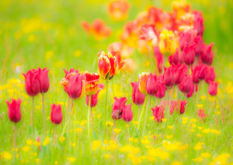 Tulips in a flower meadow