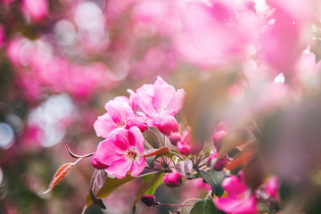 Beautiful bright spring background, pink cherry apple blossoming tree