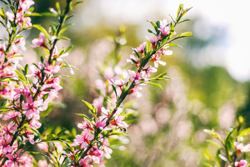 Beautiful bright spring background, pink cherry apple blossoming tree