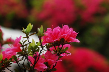 文京つつじまつり