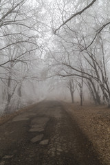 Obraz premium The road in foggy forest