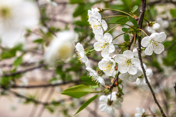 White cherry tree blossom.