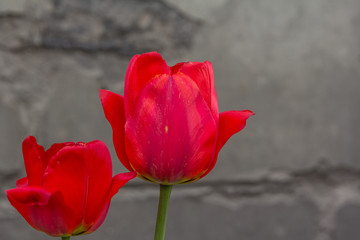 Red tulip with grey wall behind