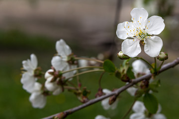 White cherry tree blossom.