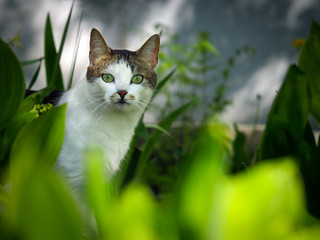 Cat with green eyes in the color of the grass