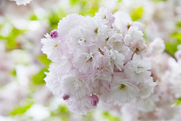 Cherry blossoms