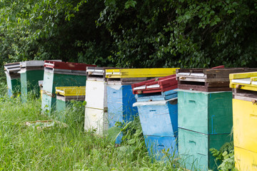 beehives by the edge of a green forest