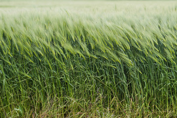field of green wheat