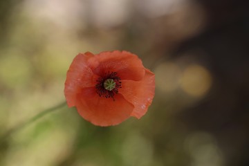 Coquelicot