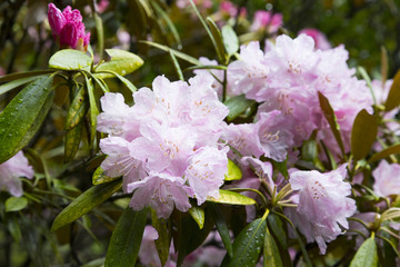 Rhododendrons
