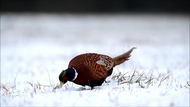 Ringneck pheasant 