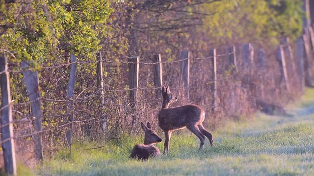 Rehwild am Rand einer Wiese, Morgenlicht, Mai