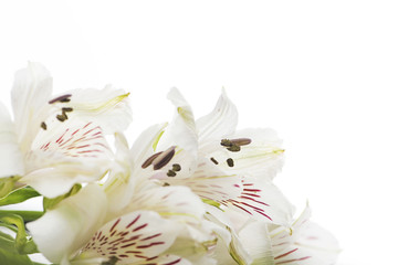 Plakat Close-up of a bouquet of lilies on white background. Isolated.
