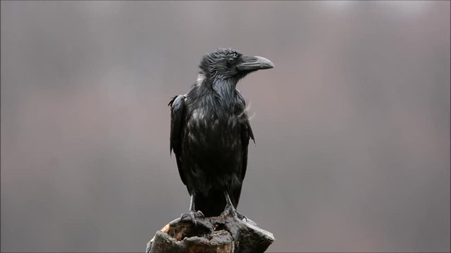 Raven (corvus corax)