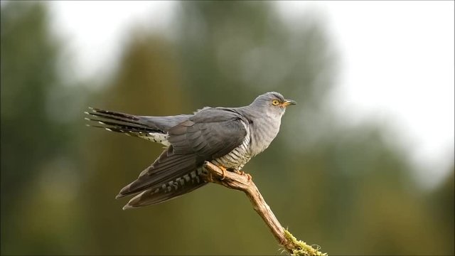 Common cukoo (Cuculus canorus)