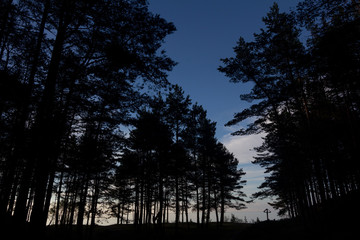 Silhouette of pines on blue sky.