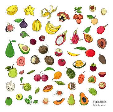 Exotic tropical fruits hand drawn set. Collection of whole fruit and cutaway. Avocado, Ackee, Banana, Guava, Dogwood, Durian, Figs, Carambola, Kiwano, Coconut, Lychee, Longan, Mango, Mangosteen.