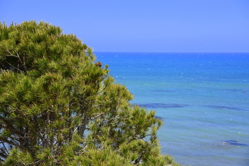 pine tree and sea background 