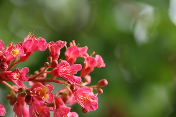Kastanienblüte