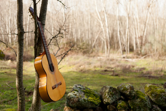 Classical guitar hanging of a tree