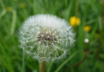 close up dandelion with lots of detail
