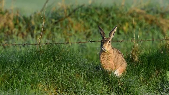 Feldhase auf Wiese bei der Nahrungssuche, Mai