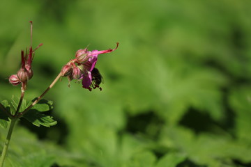 Blühender Storchschnabel mit einer Biene