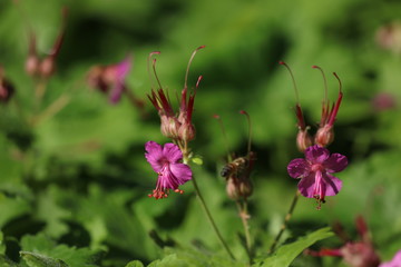 Blühender Storchschnabel mit einer Biene