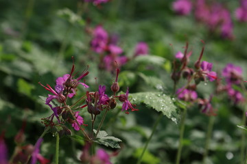 Storchschnabel Blüte