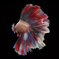 Doubletail Betta on black background. Beautiful fish. Swimming flutter tail flutter.