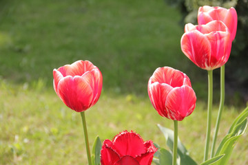 Obraz premium Red tulips