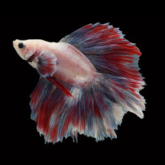Doubletail Betta on black background. Beautiful fish. Swimming flutter tail flutter.