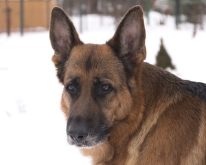 German Shepherd