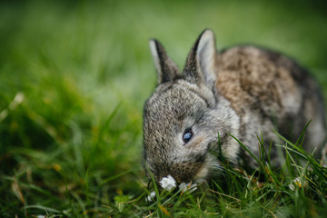 close up in top view of young cute rabbit's face