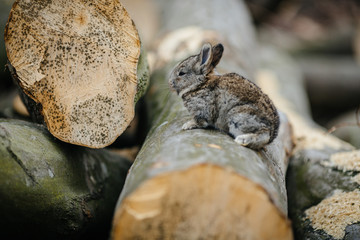close up in top view of young cute rabbit's face