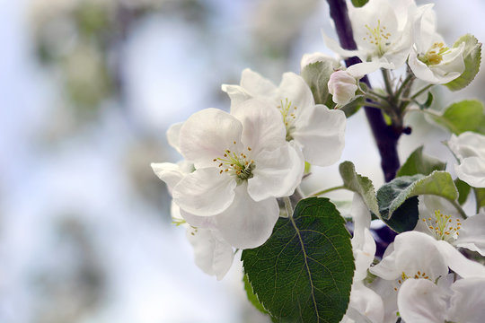 Apple blossoms. Blooming apple tree branch. Nature, spring, white, flower, petal.
