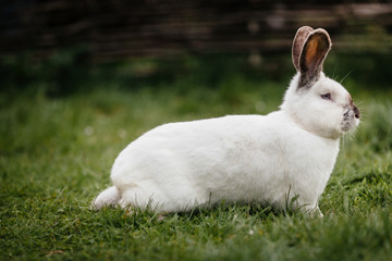 close up in top view of young cute rabbit's face