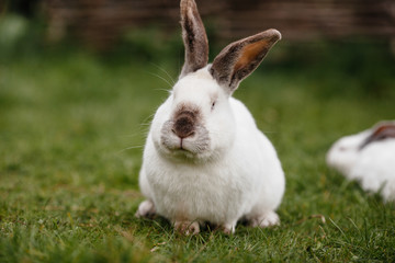 close up in top view of young cute rabbit's face