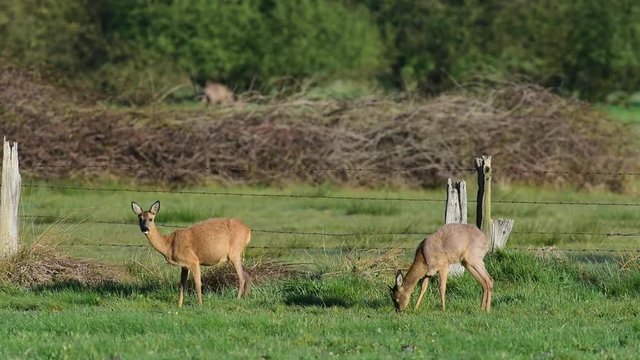 Rehwild bei der Nahrungssuche auf Wiese, Mai