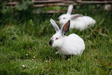 A group of young rabbits in the hutch