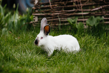 Naklejka na ściany i meble Young white rabbit in green grass in spring