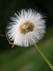 seeds of Hieracium pilosella plant