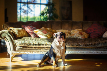 An English bulldog sits on a parquet floor against a pillow-strewn sofa in the rays of sunlight.